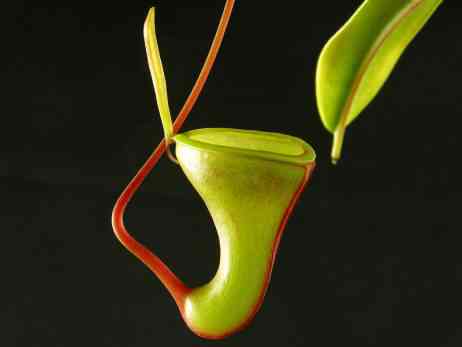 بذر گیاه نپنتس کوزه دار - دنیای گیاهان گوشتخوار