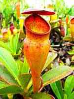 نپنتس حشره خوار (nepenthes) - دنیای گیاهان گوشتخوار