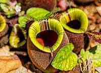 کوزه نپنتس گوشتخوار (nepenthes) - دنیای گیاهان گوشتخوار