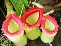 نپنتس کوزه دار (nepenthes) - دنیای گیاهان گوشتخوار