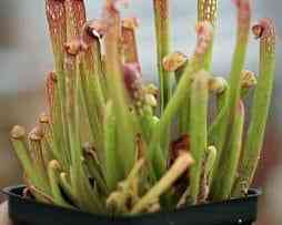 بذر گیاه گوشت خوار ساراسنیا مینور - Sarracenia Minor